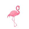 acuteflamingo